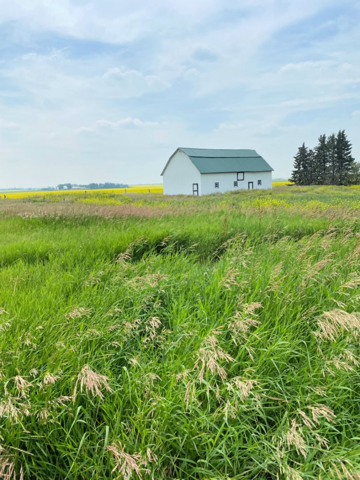 A beautiful field of wheat with the stalks of wind blowing in the breeze.  Their is an old white barn in the background.