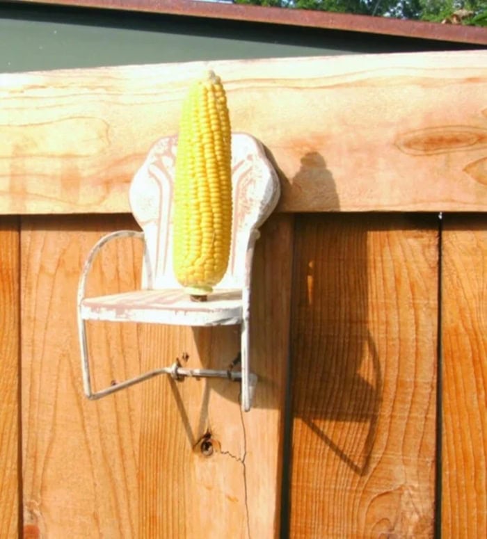 Small vintage metal toy chair painted white and hung on a fence as a DIY squirrel feeder with corn
