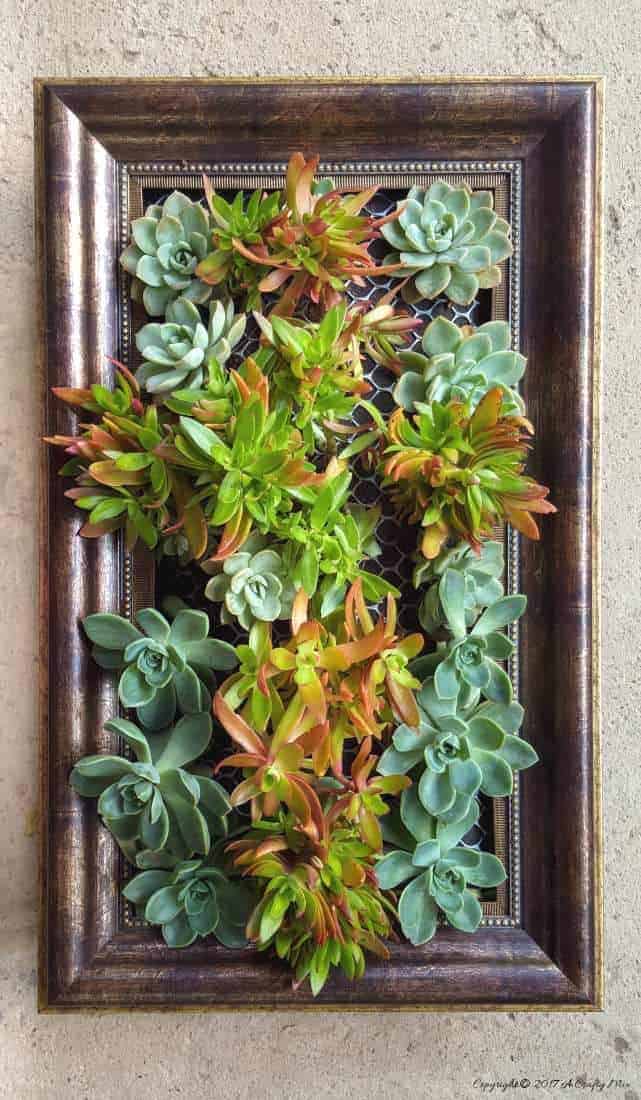 How to update an old picture frame craft into a vertical succulent garden.