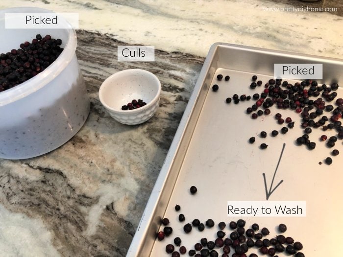 Cleaning saskatoon berries, there is a bucket full of freshly picked saskatoon, a small bowl for culled berries,and a cookie sheet with a top portion covered in berries to be picked through, and a lower section thats been gone through ready to be washed.