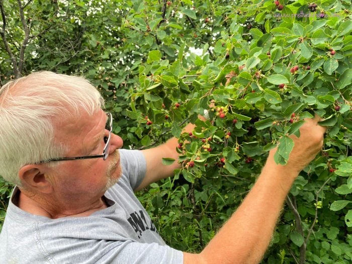 Man picking wild saskatoon berries.