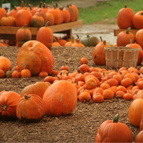 a pumpkin farm with large pumpkin. Another Halloween activity to do with tweens.