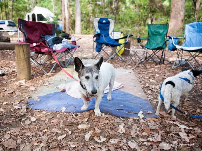 Two dogs playing in a campsite surrounded by empty campground chairs.