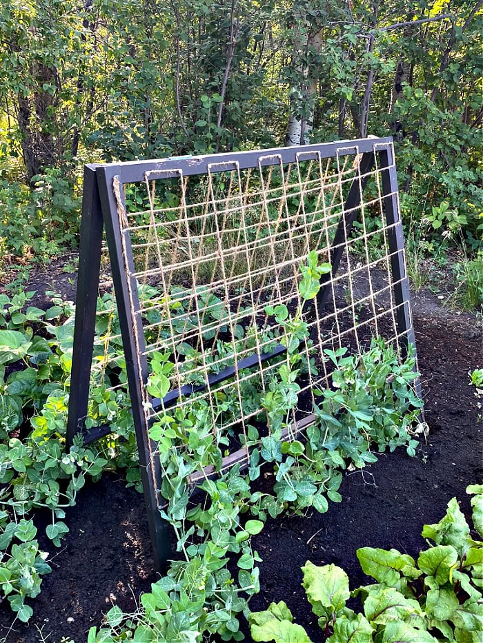 A DIY pea trellis with growing peas climbinb up from the bottom. The pea trellis is standing in a garden surrounded by beautiful green vegetable plants.