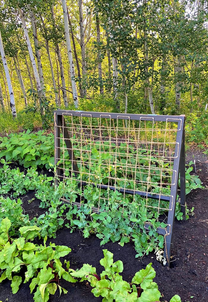 A free standing snap pea trellis for the garden. This DIY pea trellis is standing in the garden with peas growing up from the bottom.