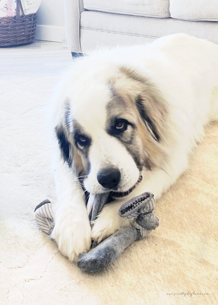 A great pyrenees dog chewing on his homemade dog toy.  The DIY dog toy is made using old thick work socks, a toilet roll and snacks.