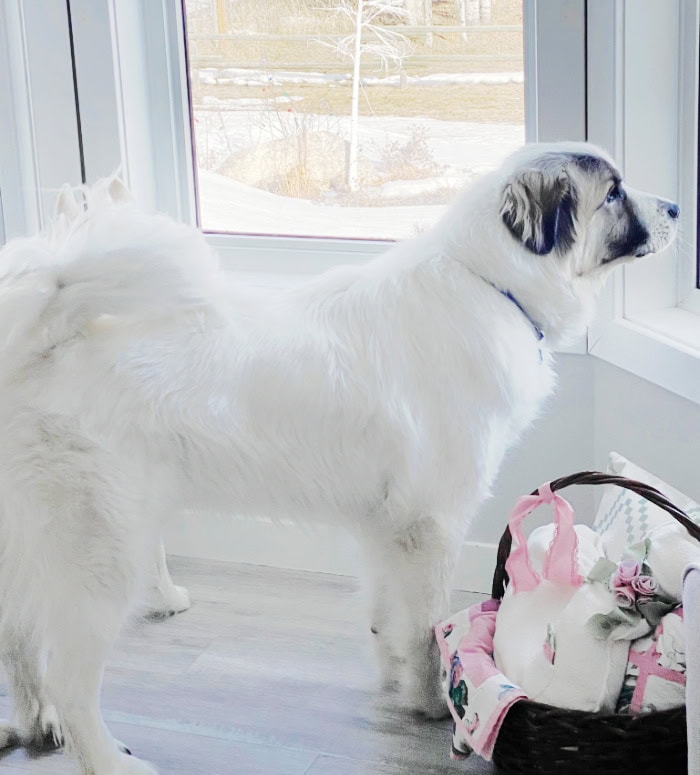 A large Great Pyrenees looking out the living room window, instead of playing with DIY dog toys like pet parent wants him too.