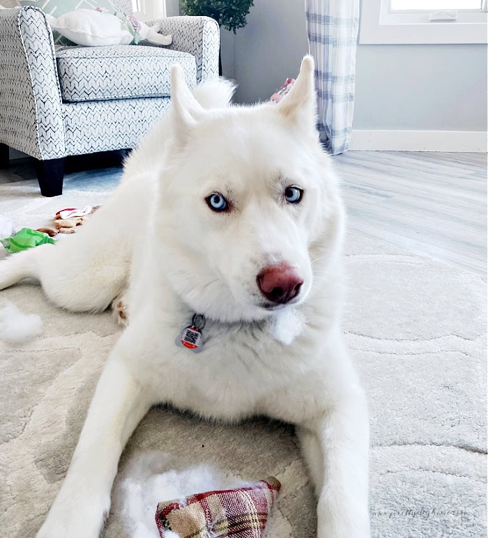 A white dog playing with a DIY stuffed toyed, she has a bunch of stuffing fluffy in her mouth.