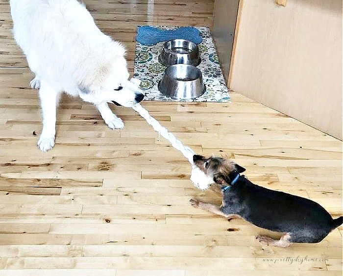 Two dogs playing tug of war with a DIY dog toy.  One is 120 lb great pyrenees and the other is a 15 pound fierce little australian terrier.