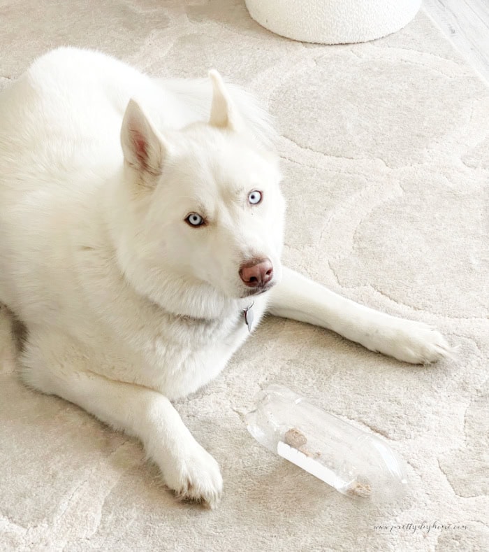 A pretty white dog sitting on a living room carpet with a DIY dog toy in front of her. The dog toy is a water bottle with the cap off and treats inside.