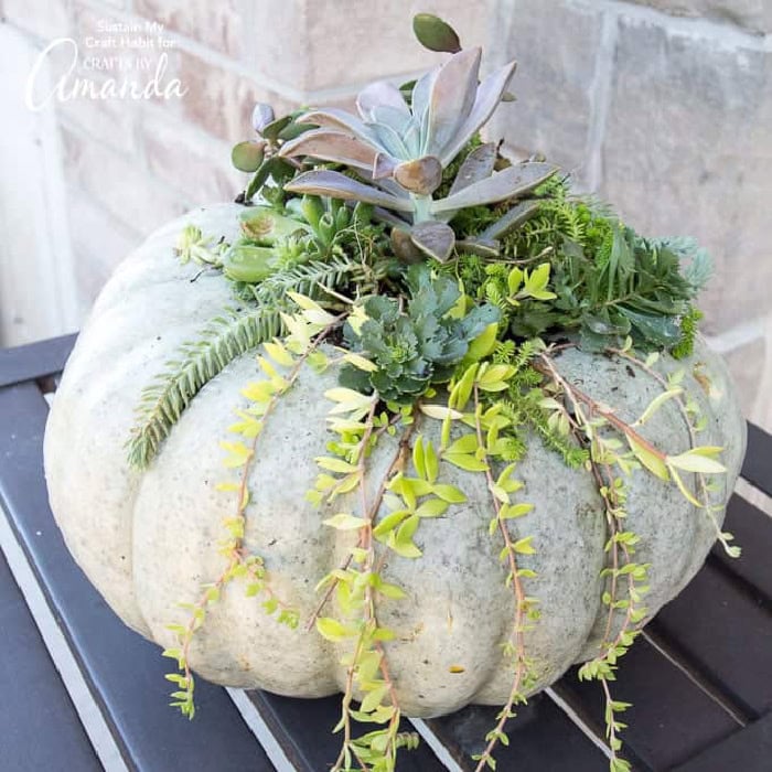 A sift green pumpkin planter planted with succulents.