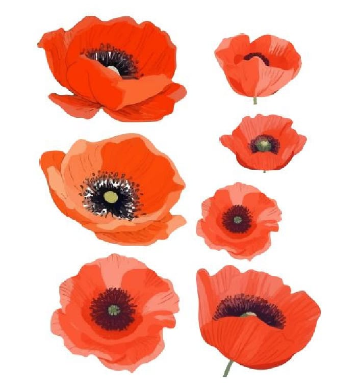 An image showing the poppy printable being used for the DIY chicken feeder decor idea. It has seven different poppies on it to choose from.