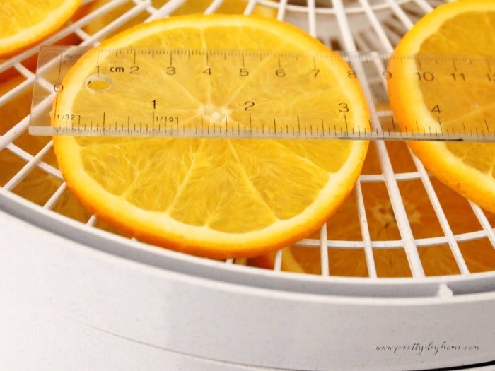 Fresh orange slices measuring about three inches wide before drying in a dehydrator.