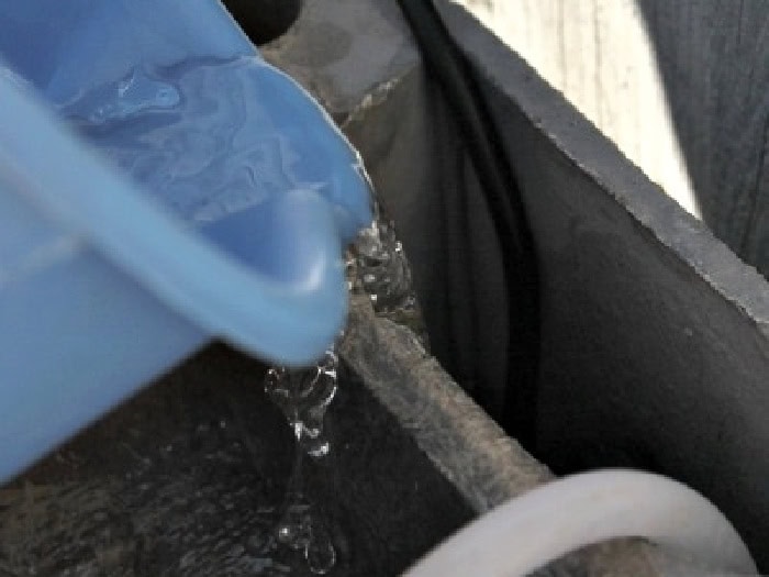 Filling the water fountain tank with water from a blue bucket.