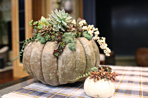 Elegant fall decorating idea, fall pumpkins with succulents