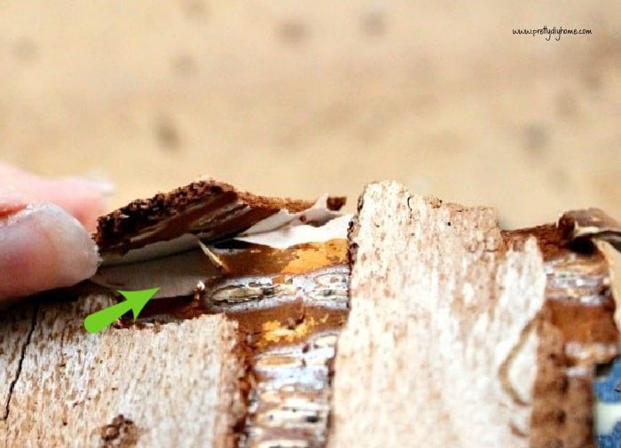 Peeling Birch Bark