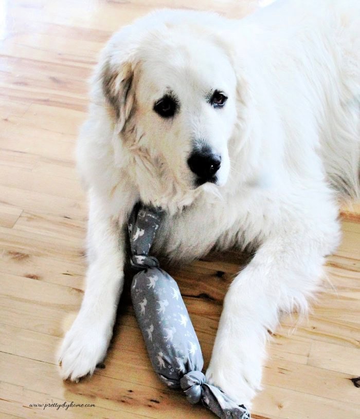 A large white dog playing with a grey fabric covered stuffed diy dog toy.