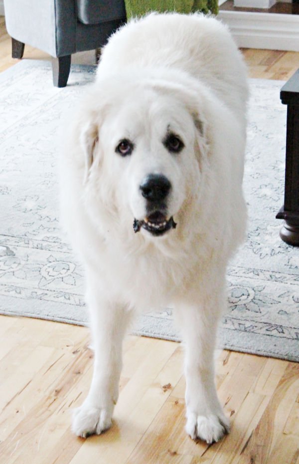 Great pyrenees hair outlet brush