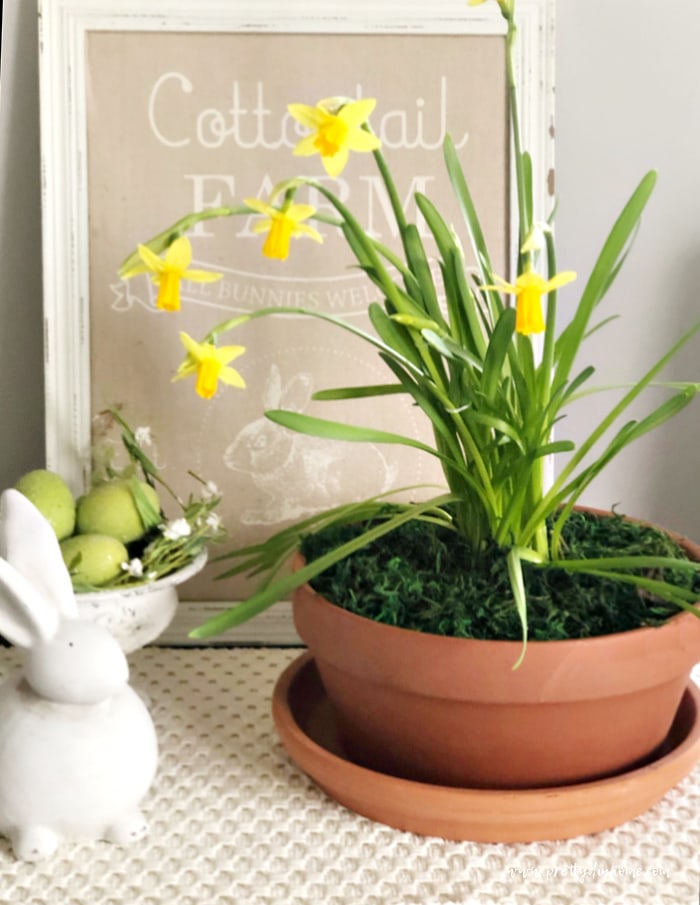 A potted Spring centerpiece with moss and daffodils. The daffodils are bright yellow and there is a white Easter bunny and a cream coloured cottontail bunny picture in the background.