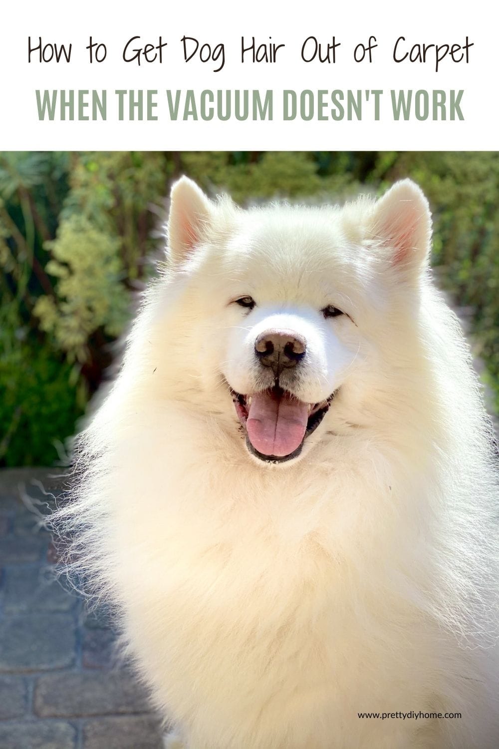 DIY Carpet Cleaning How To Get Dog Hair Out Of Carpet And Stairs