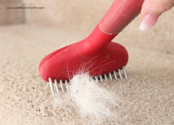 Brush to get dog 2024 hair out of carpet