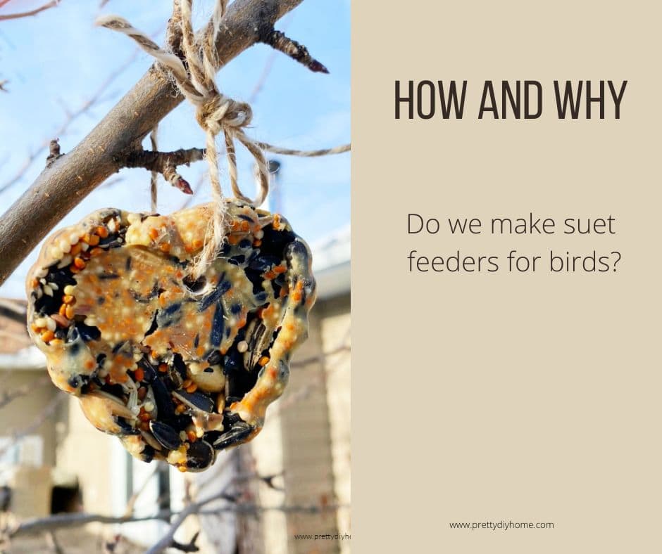 How To Make A Suet Bird Feeder