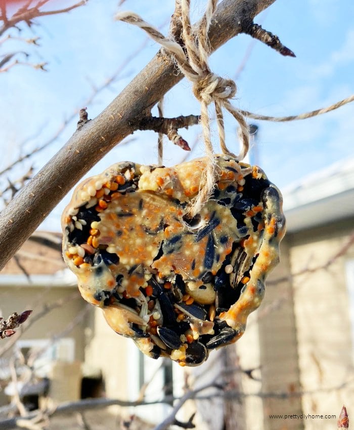 A homemade DIY bird suet feeder hanging on a branch in Winter.