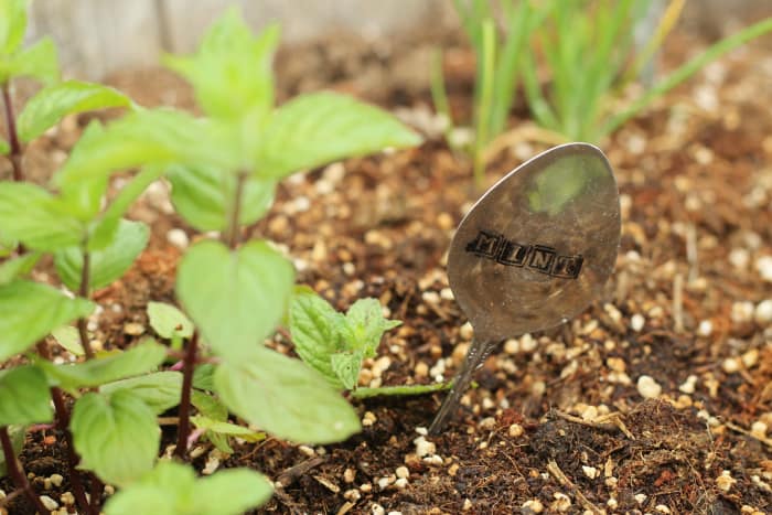 DIY Garden Markers made out of old teaspoons and stamped. The one in the image is stamped Mint and is snuggled in beside a small mint plant.