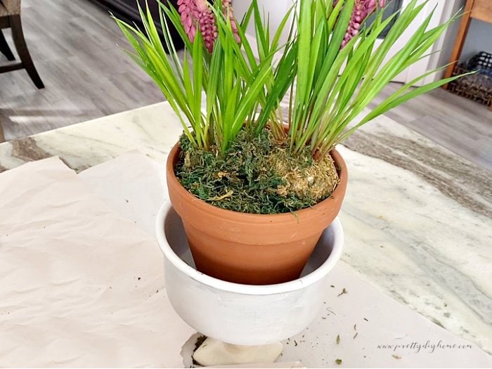 Adding moss to a Spring bulb planter Spring centerpiece idea.  There is a white pot on a stand, thats lined with a terracotta planter, then two pretty Spring bulb flowrs, and finally dark green moss.