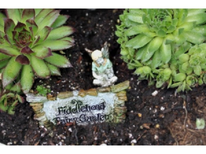 The inside of a fairy garden showing succulents, moss and a fairy garden sign with a small fairy figurine sitting with it.