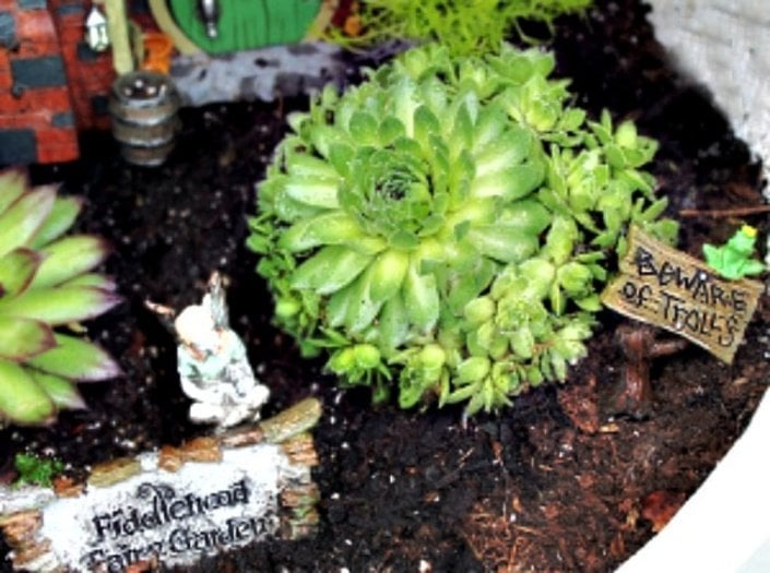 A large flower pot is leaned on its side to provide shade for a whimsical fairy garden inside. In the image you can see see several fairy garden accessories including a fairy, some succulents and a fairy hut in the background.