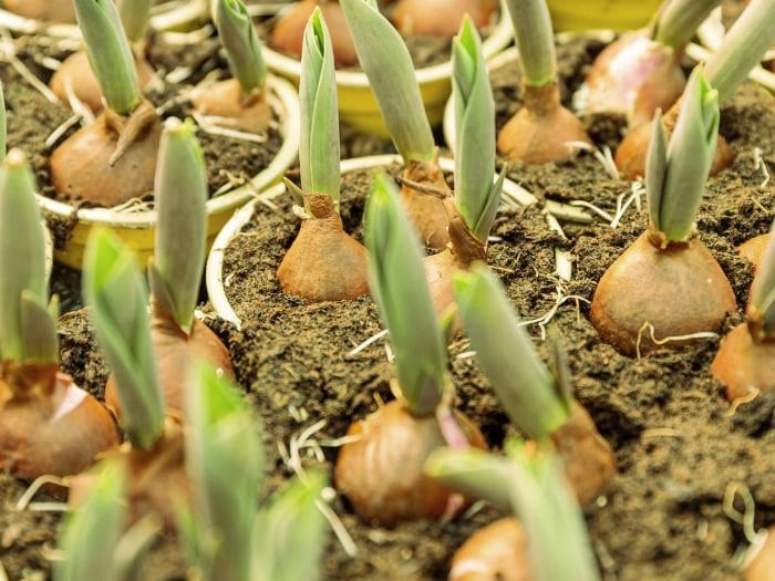 A store shelf filled with Spring bulbs in small round pots.