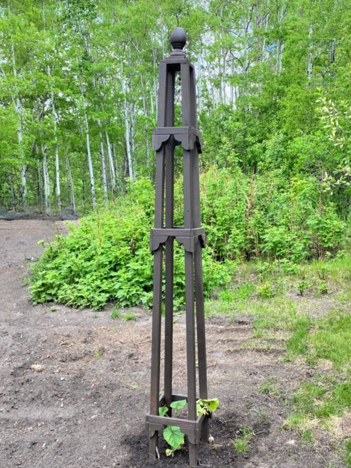 A tall full sized obelisk in the garden. The diy garden obelisk is made out of wood and stained a dark espresso brown.