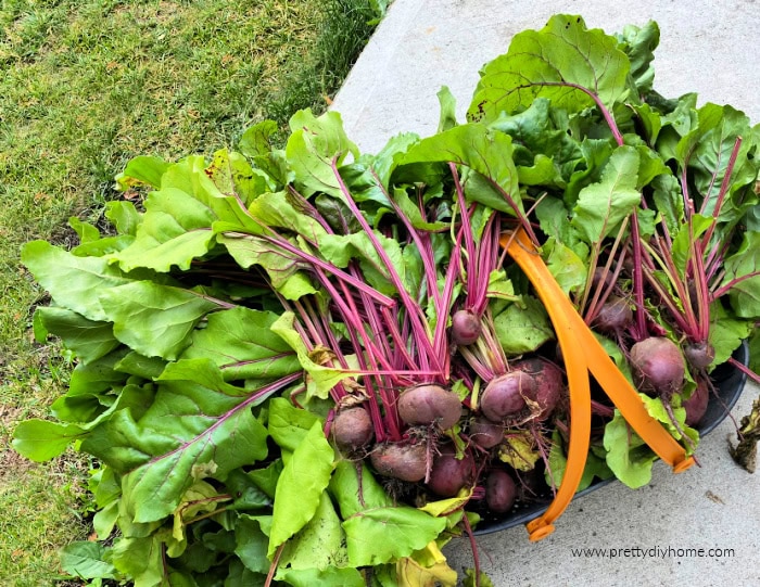 A garden basket sitting outside with 10 or more pounds of freshly picked beets from the garden. The beets still have the beet greens attached.