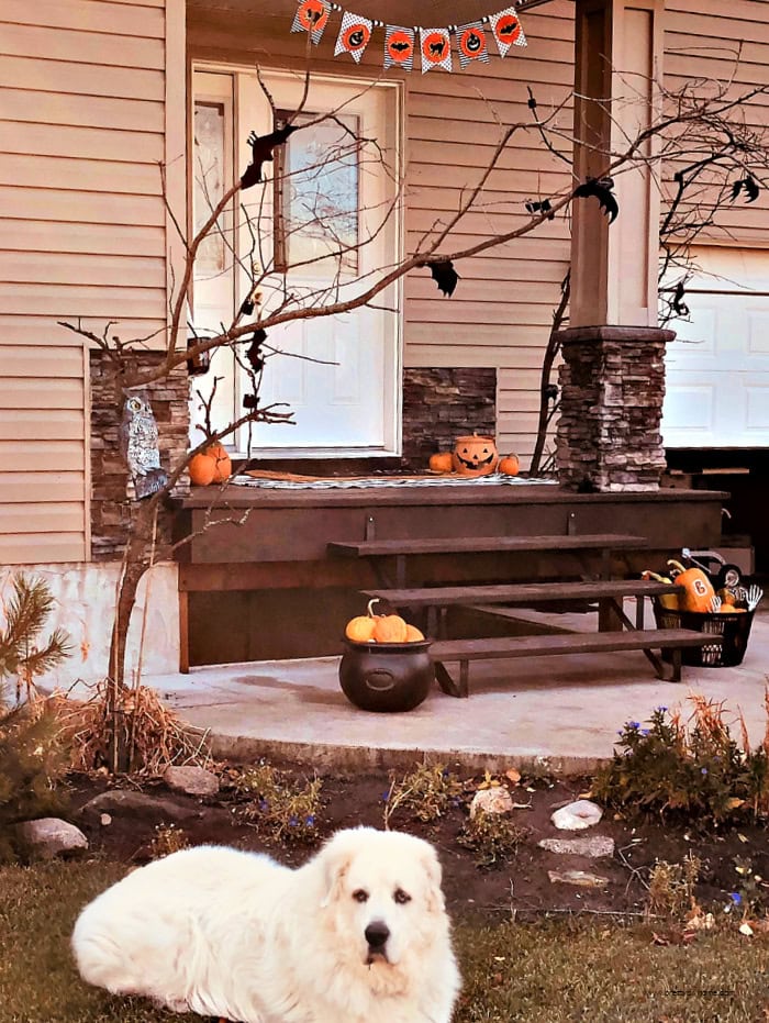 A collection of outdoor Halloween decorations on a front porch including two large scary tree props made using branches.