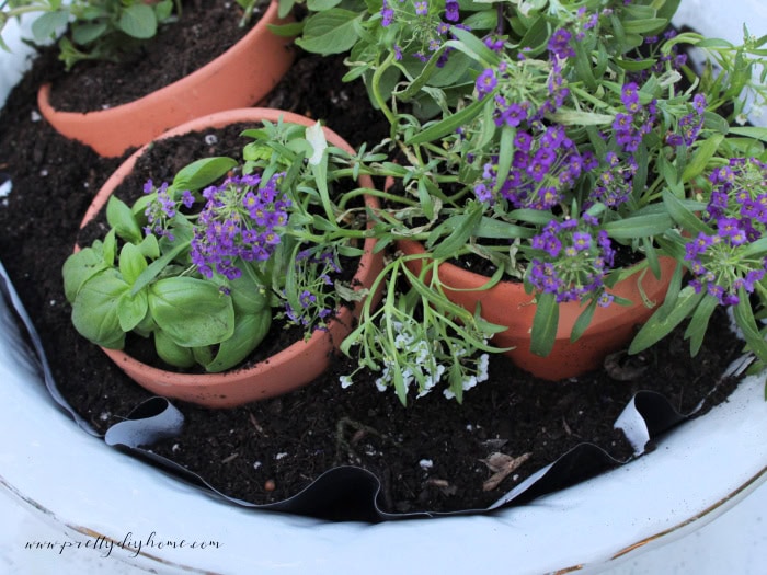 Adding potting soil between terracotta herb pots inside a vintage porcelain wash basin container garden.