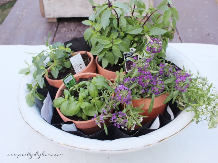 Four herb pots arranged inside a vintage porcelain wash basin while creating a container herb garden centerpiece.