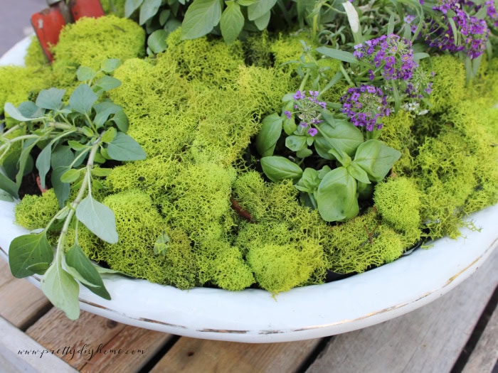 Moss covering the soil and terracotta pots inside a vintage style container herb garden.