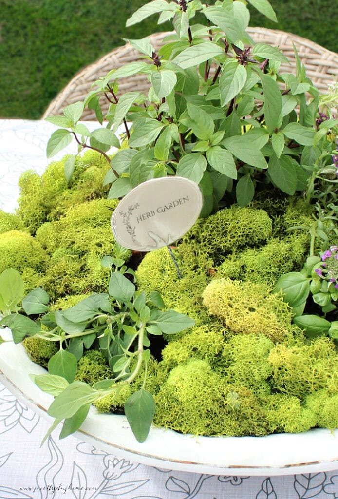Closeup of a vintage style container herb garden with a finished printable herb garden sign tucked into the moss.