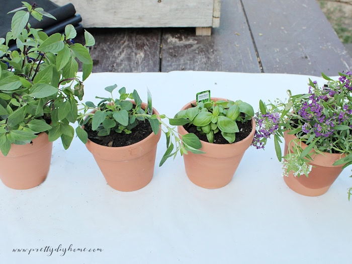 Fresh herbs transplanted into terracotta pots for a vintage style container herb garden.