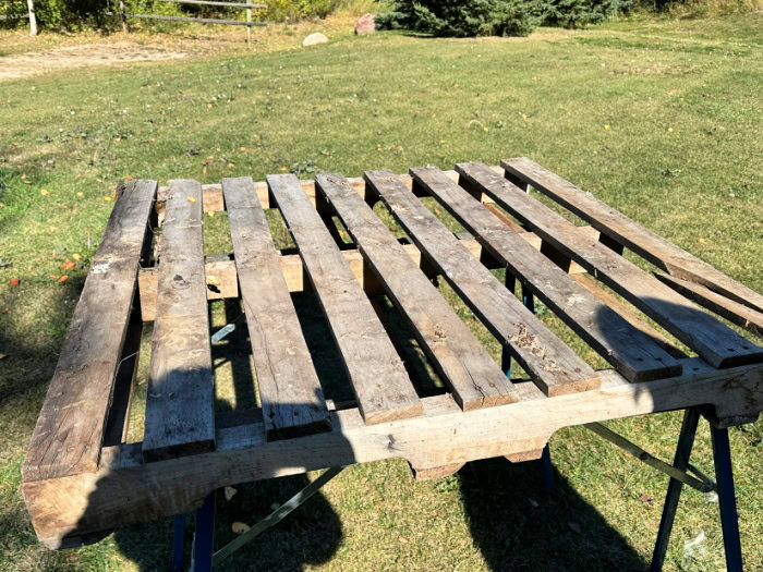 Weathered pallet resting on sawhorses before building a DIY Halloween pallet fence.